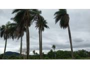 Vendo Hermosa Propiedad de 25 Hectáreas en Quiindy