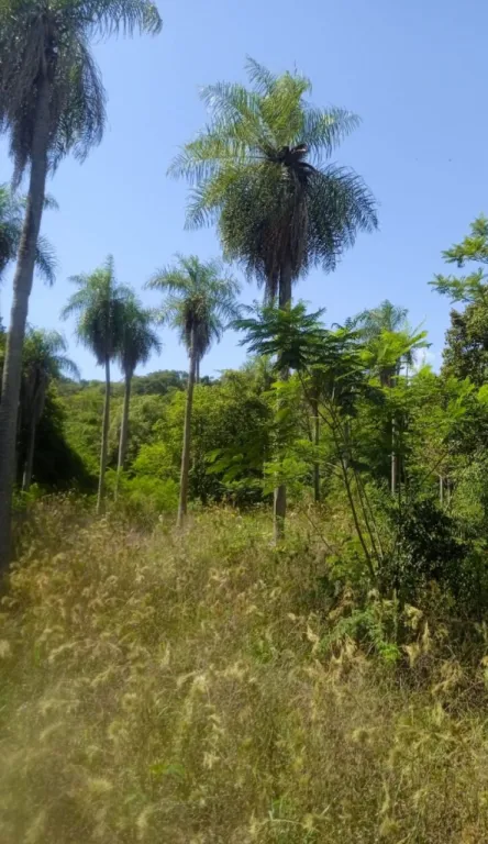 VENDO EN PIRAYÚ UN POCO MÁS DE SEIS (6) HECTÁREAS — foto 2