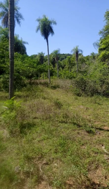 VENDO EN PIRAYÚ UN POCO MÁS DE SEIS (6) HECTÁREAS — foto 3
