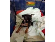 PINSCHER / PINSCHER MINI