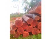 Disponemos para Minoristas y Mayoristas postes Rollizos de 3,20 metros de dif/Grosores VDO