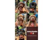 Perritos / cachorritos / cachorros