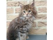 Gatos exóticos disponible