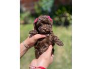 Caniche minitoy hembra chocolate
