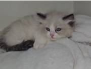 Gatos Ragdoll y siberiano