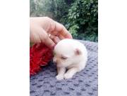 Perro mini lulú de pomerania