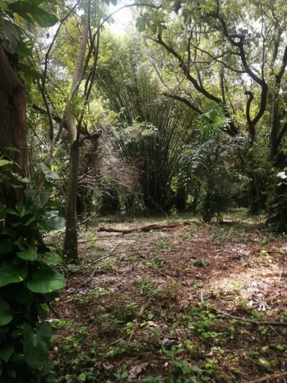 VENDO AMPLIO TERRENO EN LUQUE! — foto 3
