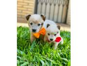 Pastor Australiano Red Heeler