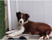 Border collie macho chocolate