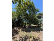 VENDO TERRENO EN ZEBALLOS CUÉ, ASUNCIÓN