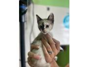 Gatos Siames birmano