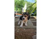 BEAGLE MACHO Y HEMBRA