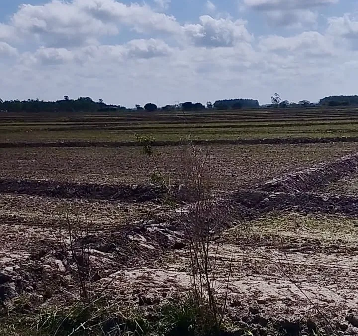 Alquilo Campo Agrícola Mecanizado en Santa Maria - 75 Ha. — фото 2