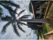 VENDO 2 palmeras imperiales ideal para Shopping