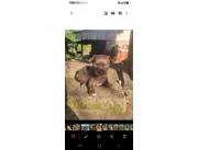 Pinscher hembra choco