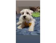 Schnauzer mini machos