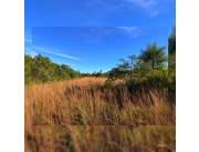 1.200 hectáreas. San Pedro tierra roja. ¡¡Oferta!!. Sobre Ruta y colindante con Río Jejuí.