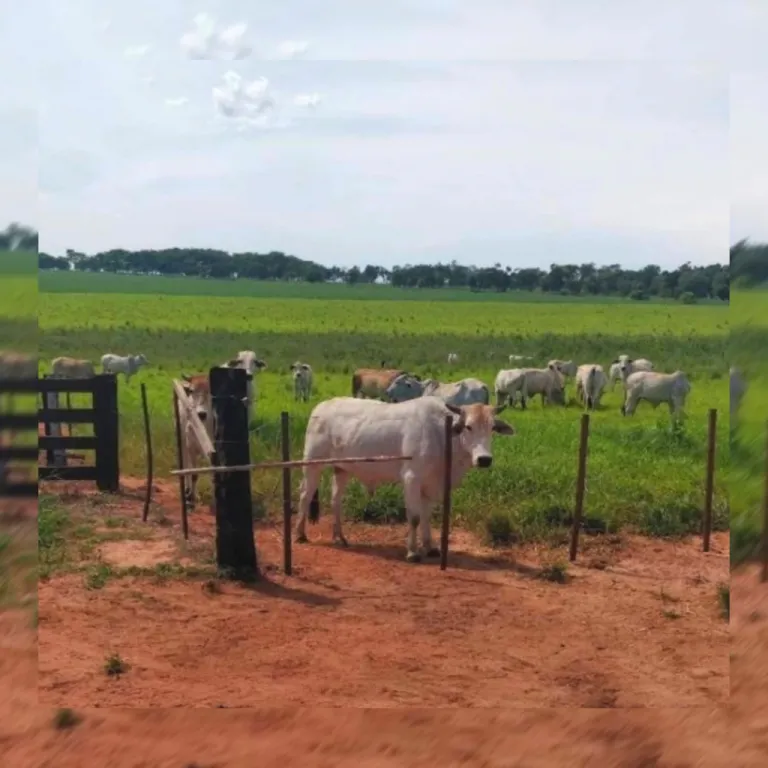Estancia en Venta. San Pedro., en Producción Agrícola Ganadera. A la venta. Contado. Consu — foto 2