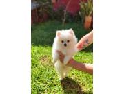 Lulu Pomerania hembra mini