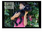 Cachorros Cane Corso Mastin Italiano