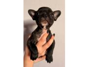 Bulldog francés hembras y machos