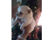 Perro lulú de pomerania