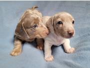 TECKEL MINI ISABELLA ARLEQUÍN