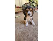 BEAGLE TRICOLORES