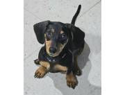 Teckel Salchicha - Hembra - Negro & Fuego