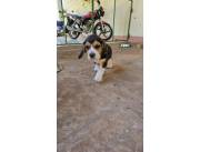 BEAGLE TRICOLORES