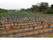 VENDO TERRENO DE 6.3 HECTAREAS EN ITAUGUA