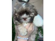 Cachorro shithzu🤩🤩