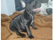 BULLDOG FRANCES HEMBRA GENETICA BLUE !!