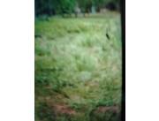 Vendo terreno de 14x40 en Mora Cue Luque