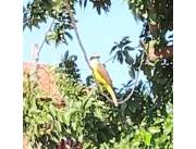 Vendo terreno de 14x40m2 en Mora Cue Luque