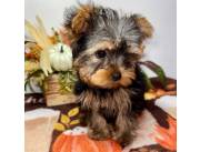 Cachorros Yorkie Taza de Té Cariñosos