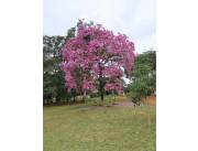 Vendo terreno de :1.000m2 sobre Avn. Mandame Elisa Linch caci Ml. Lopepez