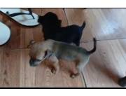 Pinchér machos y hembras