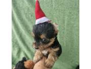 Cachorro Yorkshire Terrier. Lhasa Apso