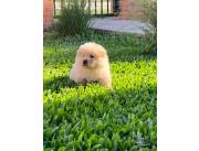 Cachorros Chow Chow