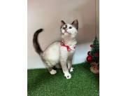 Hermoso gato siamés tabby point hembra