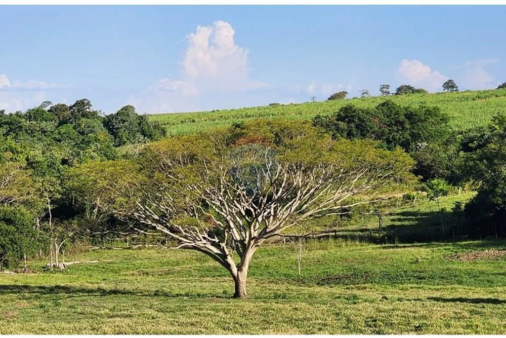VENDO CAMPO AGROPECUARIO EN COLONIA INDEPENDENCIA — foto 2