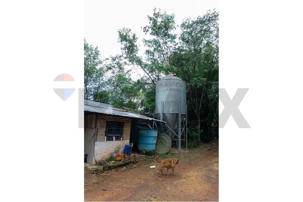 VENDO GRANJA AVICOLA EN ITACURUBI DE LA CORDILLERA — foto 3