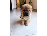 🐶 Cachorrita Shar Pei en venta