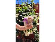 Mini Lulu Pomerania hembra