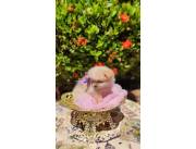 Lulu Pomerania hembra miniatura