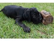 CANE CORSO RAZA PURA