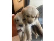 LABRADOR / LABRADORES