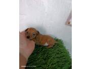 PINCHER / PINSCHER MINI