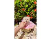 Lulu Pomerania super mini en Asuncion 🐾🥰